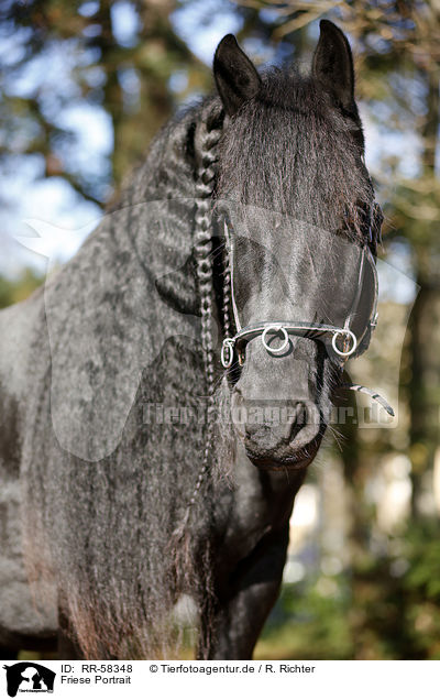 Friese Portrait / Friesian horse portrait / RR-58348