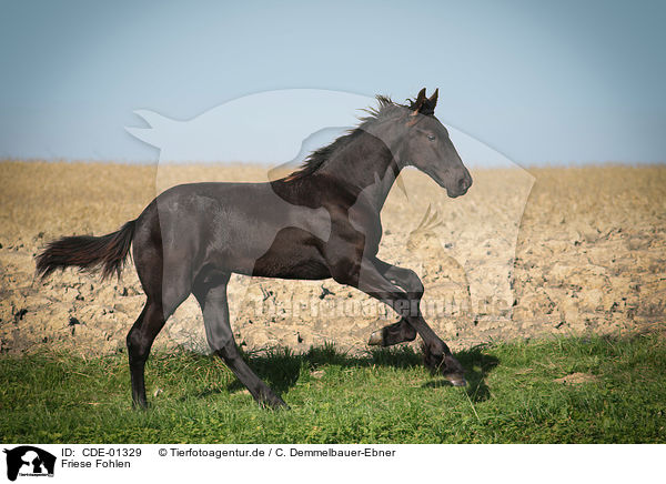 Friese Fohlen / Frisian horse foal / CDE-01329