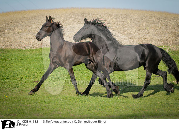 2 Friesen / 2 Frisian horses / CDE-01332