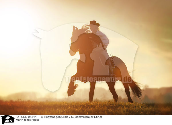 Mann reitet Friese / man rides Frisian horse / CDE-01344