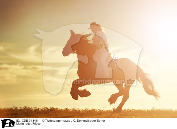 Mann reitet Friese / man rides Frisian horse / CDE-01346