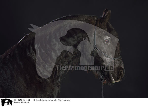 Friese Portrait / Frisian horse portrait / NN-12188