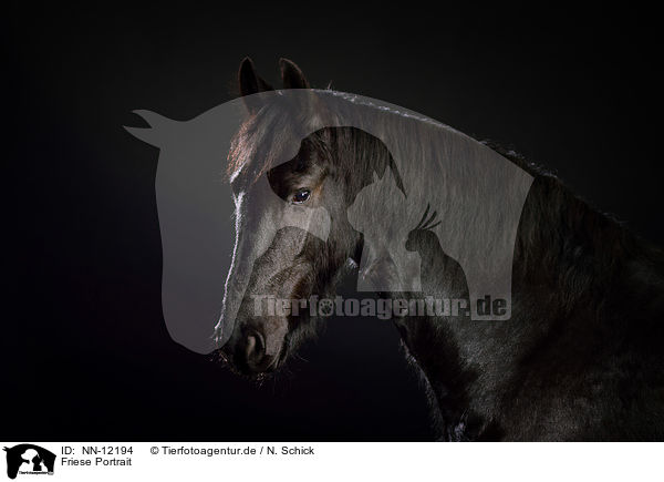 Friese Portrait / Frisian horse portrai / NN-12194