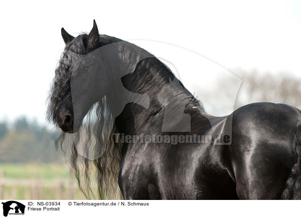 Friese Portrait / Friesian horse portrait / NS-03934