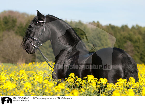 Friese Portrait / Friesian horse portrait / NS-03945