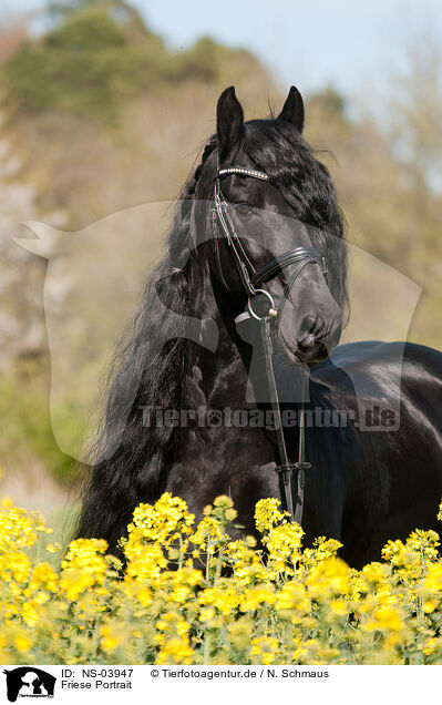 Friese Portrait / Friesian horse portrait / NS-03947
