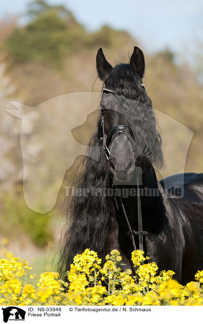 Friese Portrait / Friesian horse portrait / NS-03948