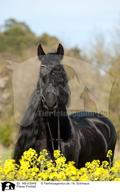 Friese Portrait / Friesian horse portrait / NS-03949
