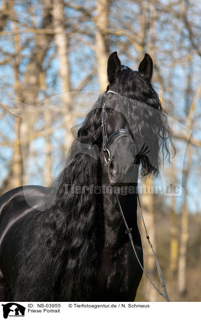 Friese Portrait / Friesian horse portrait / NS-03955