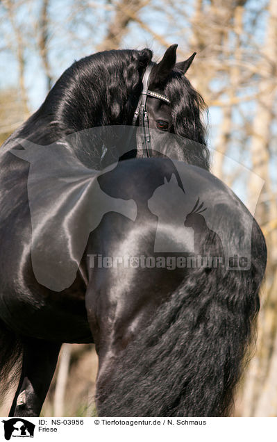 Friese / Frisian horse / NS-03956