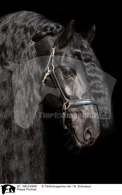 Friese Portrait / Friesian horse portrait / NS-03966