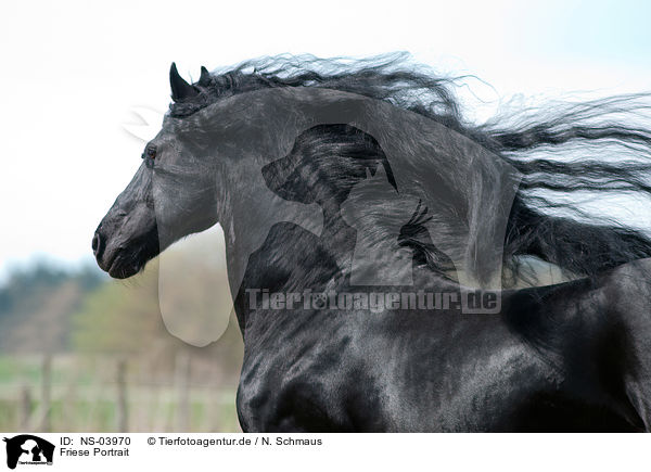 Friese Portrait / Friesian horse portrait / NS-03970