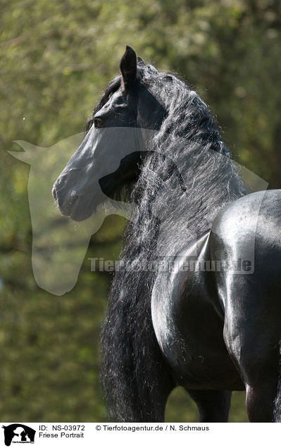 Friese Portrait / Friesian horse portrait / NS-03972