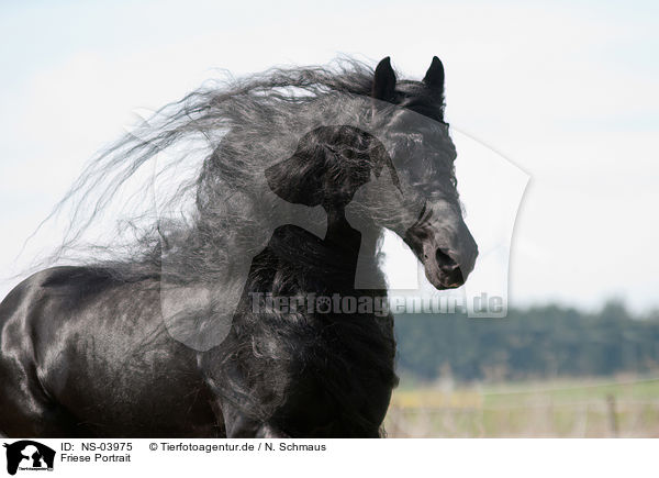 Friese Portrait / Friesian horse portrait / NS-03975
