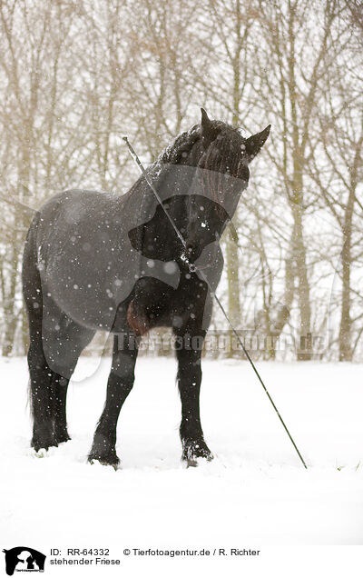 stehender Friese / standing Frisian Horse / RR-64332