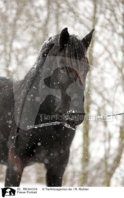 Friese Portrait / Frisian Horse Portrait / RR-64334