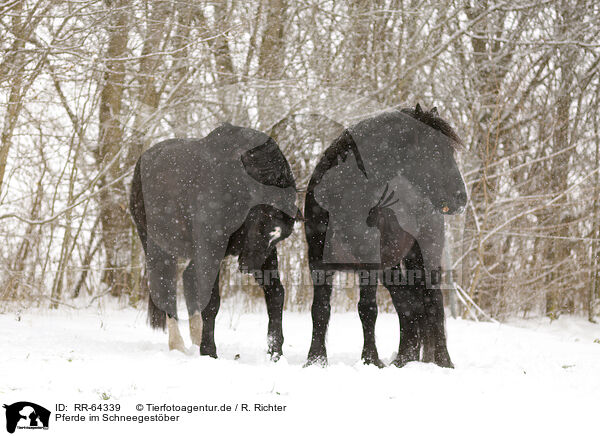 Pferde im Schneegestber / RR-64339