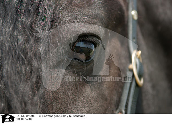 Friese Auge / Frisian Horse eye / NS-04096
