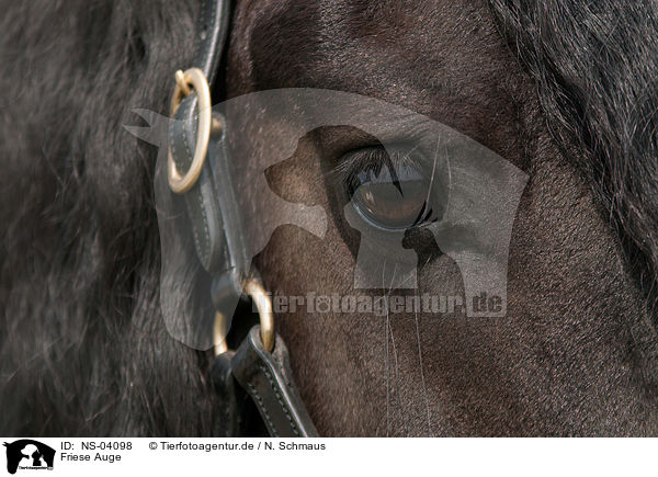 Friese Auge / Frisian Horse eye / NS-04098