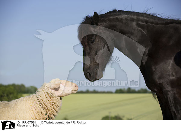 Friese und Schaf / Frisian Horse and sheep / RR-67591