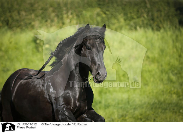 Friese Portrait / Frisian Horse Portrait / RR-67612