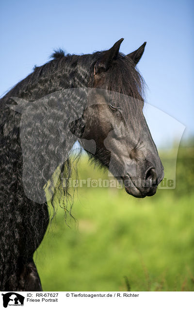 Friese Portrait / RR-67627