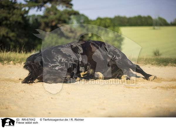 Friese wlzt sich / rolling Frisian Horse / RR-67642