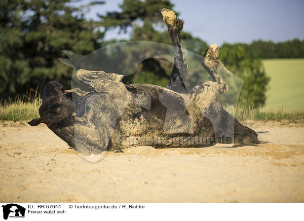 Friese wlzt sich / rolling Frisian Horse / RR-67644