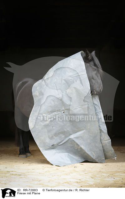 Friese mit Plane / Frisian horse / RR-72883