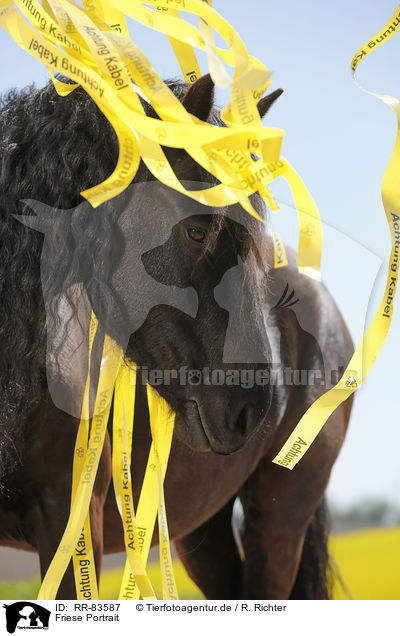 Friese Portrait / Frisian Portrait / RR-83587