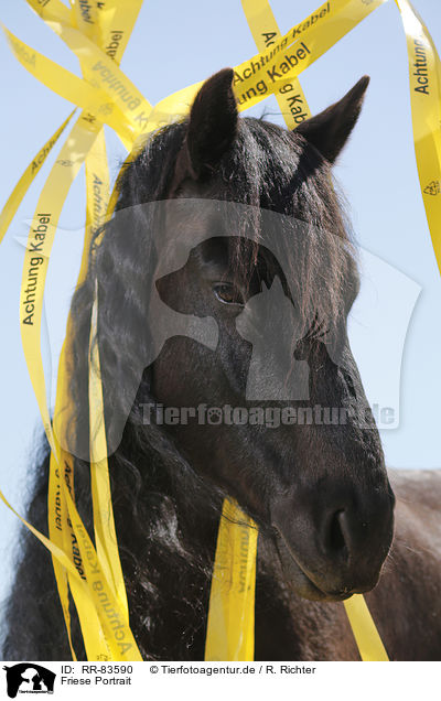 Friese Portrait / Frisian Portrait / RR-83590