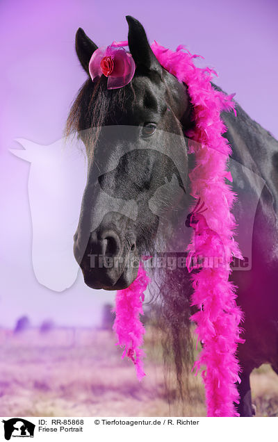 Friese Portrait / Friesian Horse Portrait / RR-85868