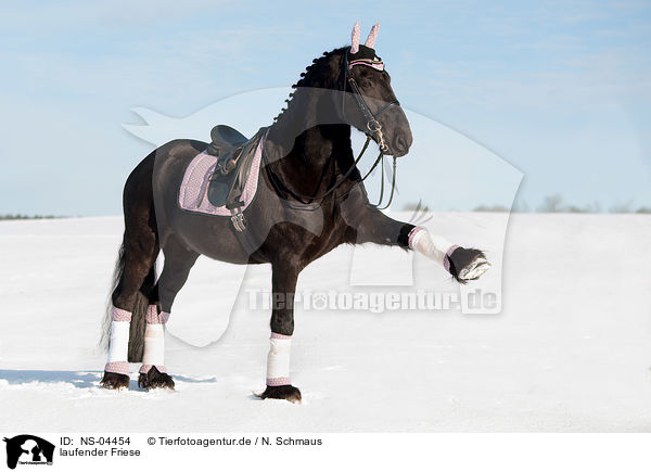 laufender Friese / walking Friesian Horse / NS-04454