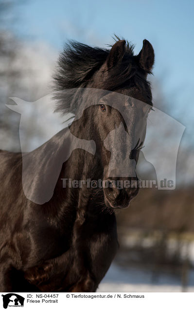 Friese Portrait / Friesian Horse Portrait / NS-04457