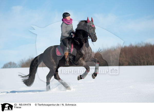 Friese / Friesian Horse / NS-04478