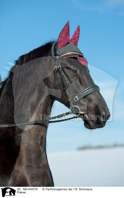 Friese / Friesian Horse / NS-04479