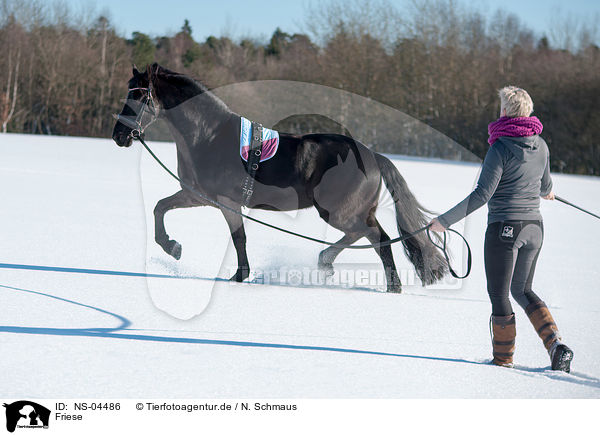 Friese / Friesian Horse / NS-04486