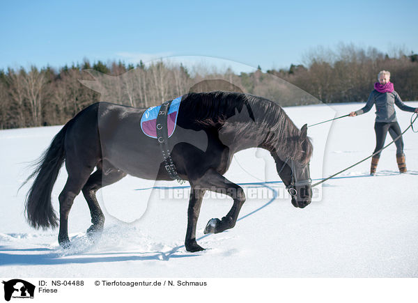 Friese / Friesian Horse / NS-04488