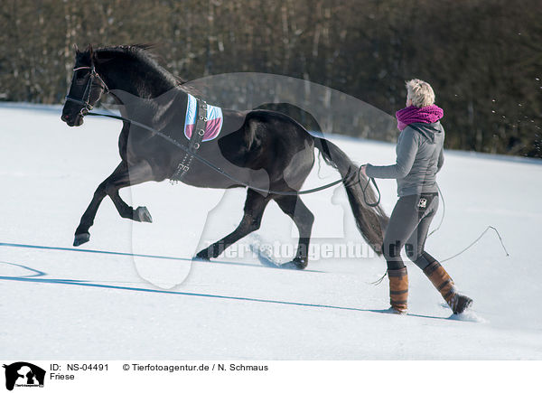 Friese / Friesian Horse / NS-04491