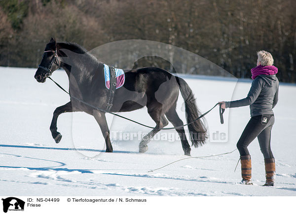 Friese / Friesian Horse / NS-04499