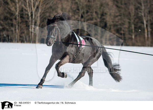 Friese / Friesian Horse / NS-04501