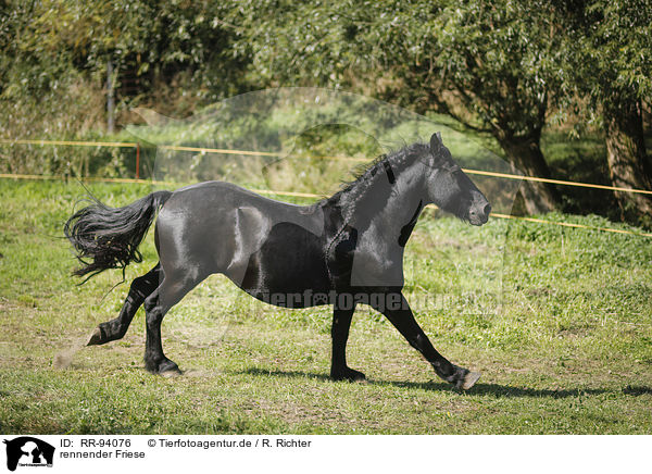 rennender Friese / running Friesian Horse / RR-94076
