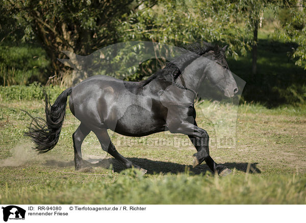 rennender Friese / running Friesian Horse / RR-94080