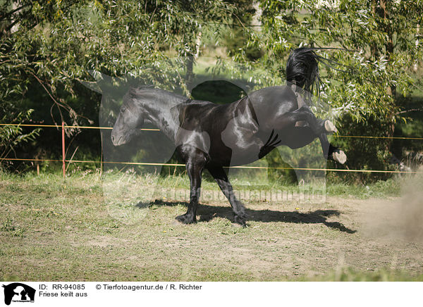 Friese keilt aus / kicking Friesian Horse / RR-94085