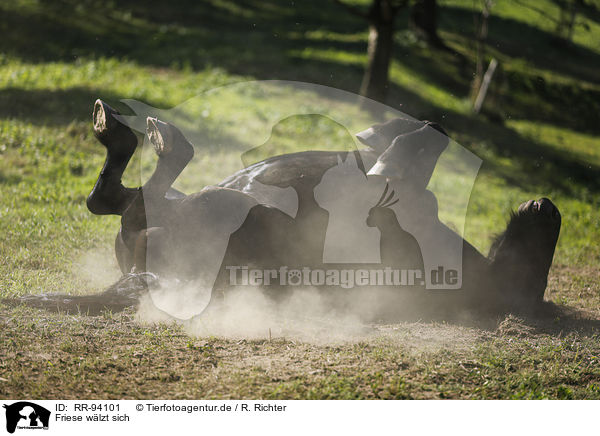 Friese wlzt sich / wallowing Friesian Horse / RR-94101