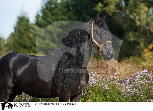 Friese Portrait / Friesian Horse Portrait / NS-04957