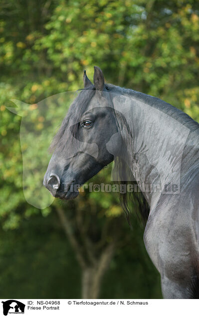 Friese Portrait / Friesian Horse Portrait / NS-04968