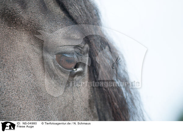 Friese Auge / Friesian Horse eye / NS-04980