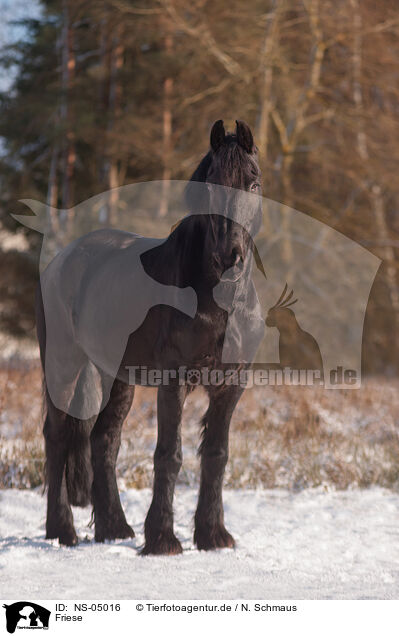 Friese / Friesian Horse / NS-05016