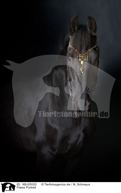 Friese Portrait / Friesian Horse Portrait / NS-05020